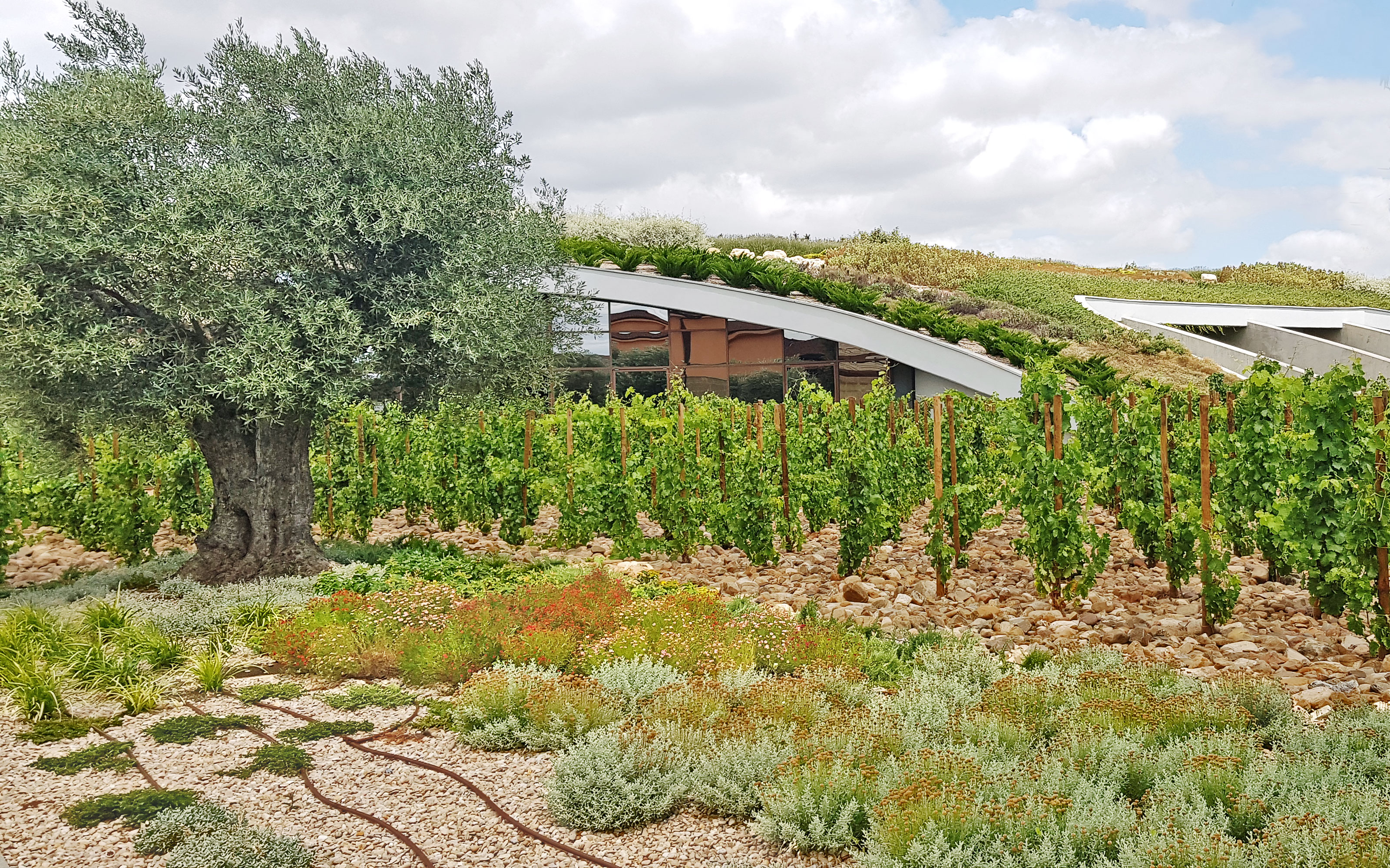 The green roof and the vines have developed well three years after planting. Vines in front of pitched green roof